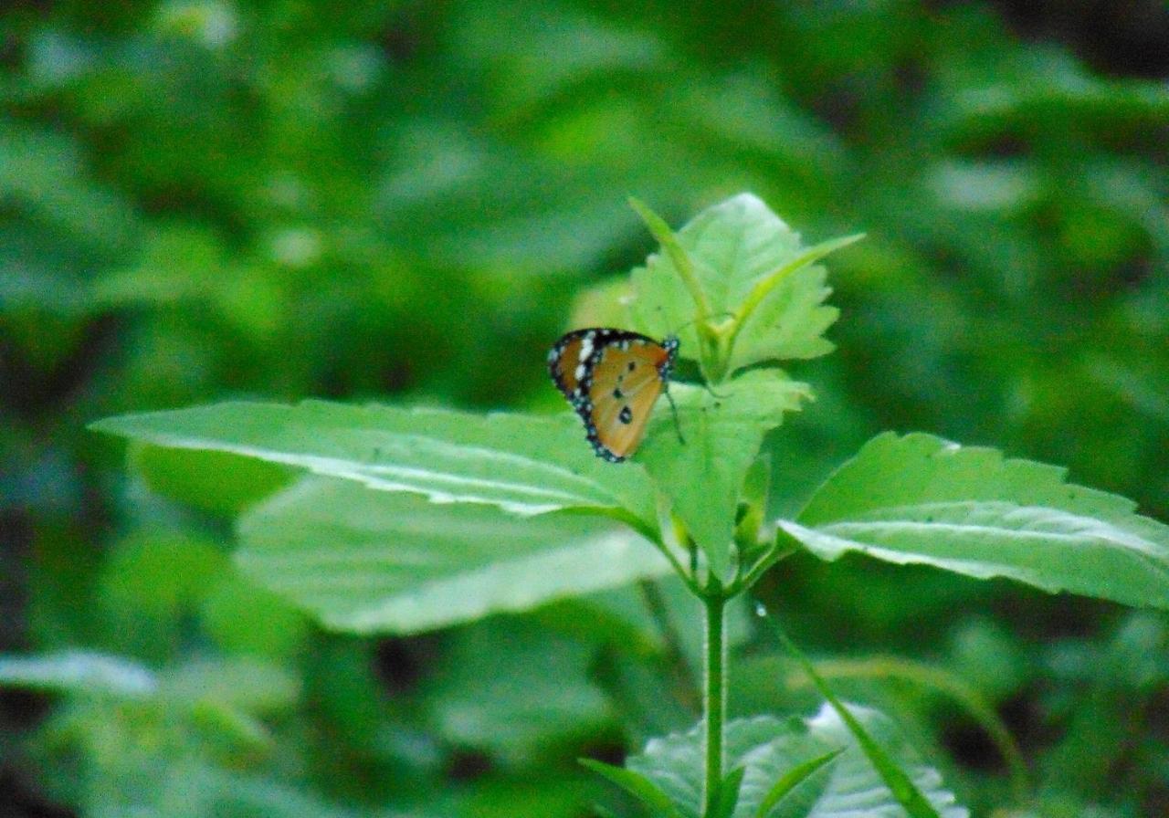 Kodigahawewa Forest Resort Tissamaharama Buitenkant foto