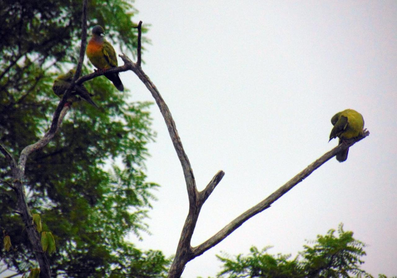 Kodigahawewa Forest Resort Tissamaharama Buitenkant foto