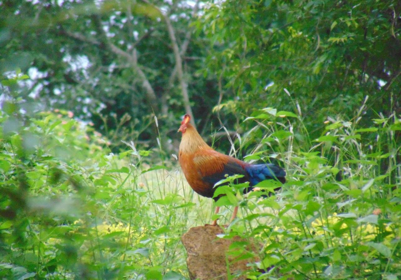 Kodigahawewa Forest Resort Tissamaharama Buitenkant foto