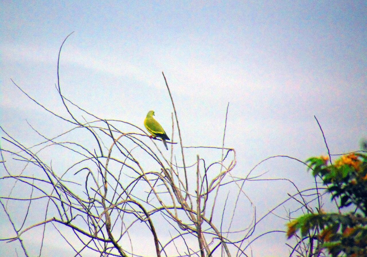 Kodigahawewa Forest Resort Tissamaharama Buitenkant foto