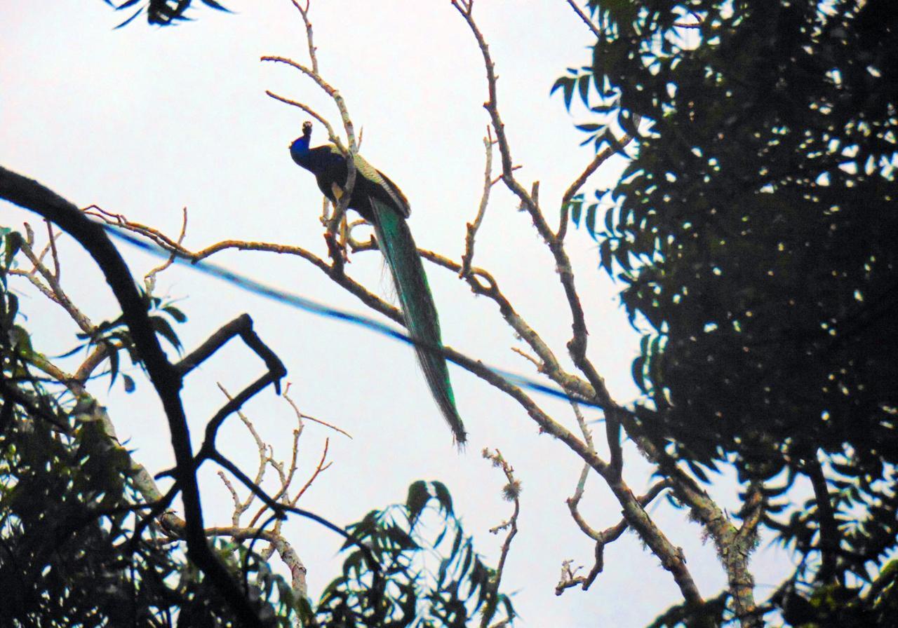 Kodigahawewa Forest Resort Tissamaharama Buitenkant foto